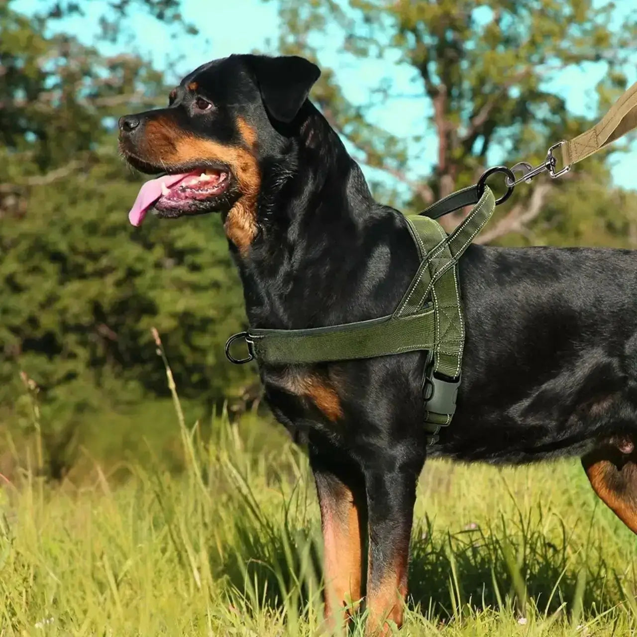 Vue latérale d'un rottweiler sur la pelouse avec un harnais pour berger allemand vert.