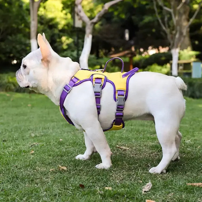 Un bouledogue français en laisse avec son harnais pour chien jaune.