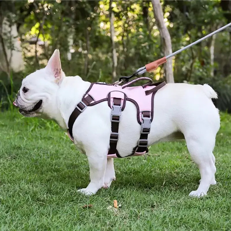 Vue latérale d'un bouledogue français en laisse vêtu d'un harnais rose.