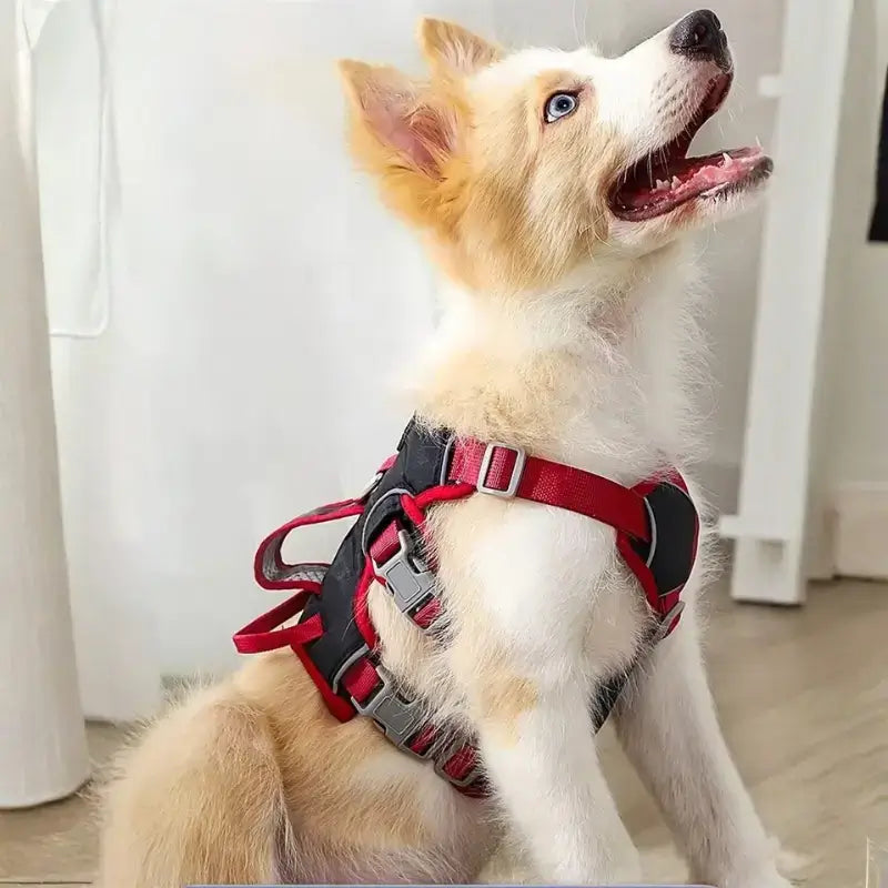 Un pomsky assis dans un salon avec un harnais pour bouledogue francais rouge.