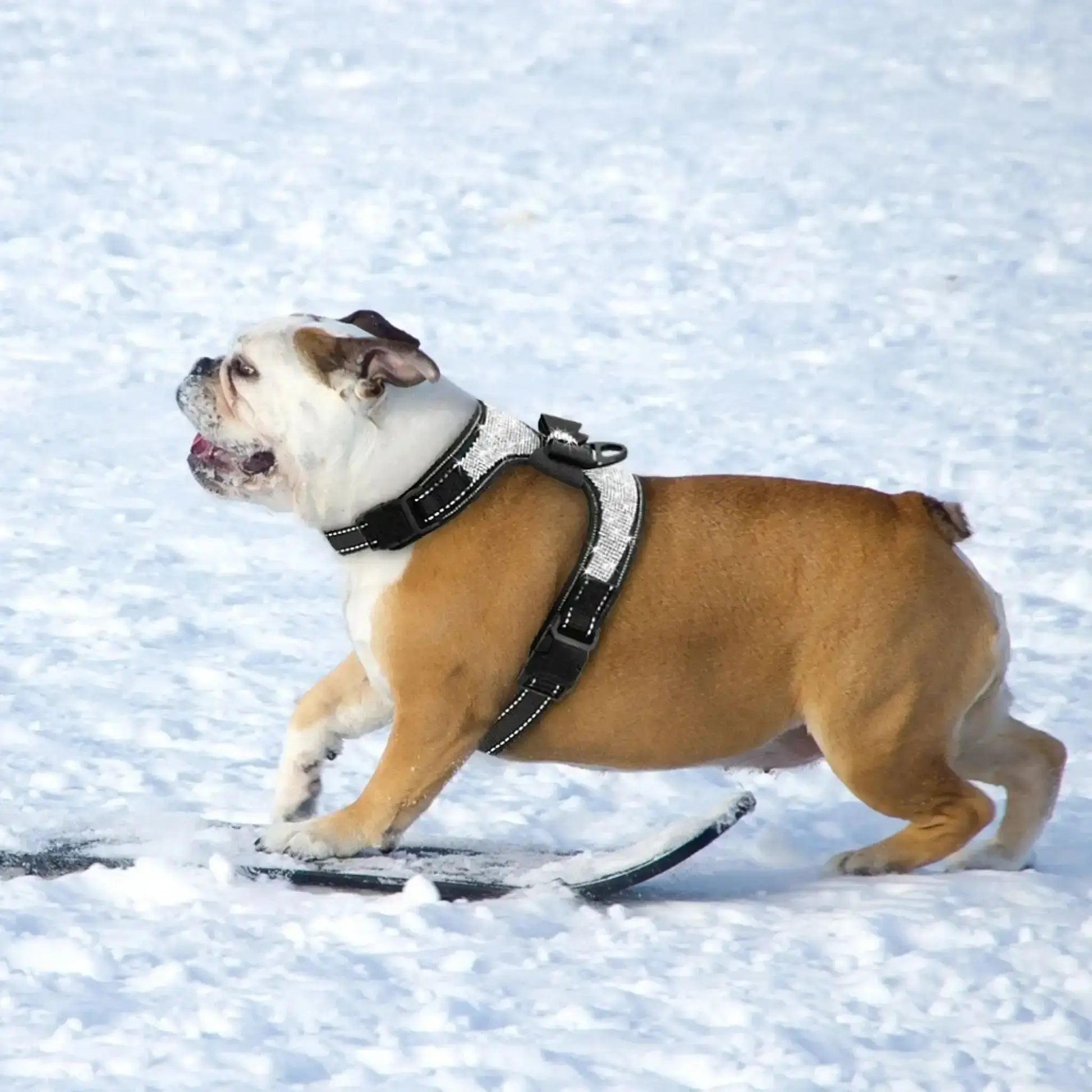 Un bouledogue anglais fait de la planche à neige avec son harnais pour chien noir avec strass.