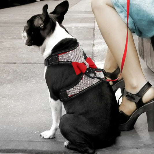 Un Boston terrier vu de dos au pied de sa maitresse porte un harnais pour chien rouge et noir avec strass.