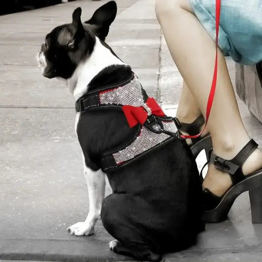 Un Boston terrier vu de dos au pied de sa maitresse porte un harnais pour chien rouge et noir avec strass.