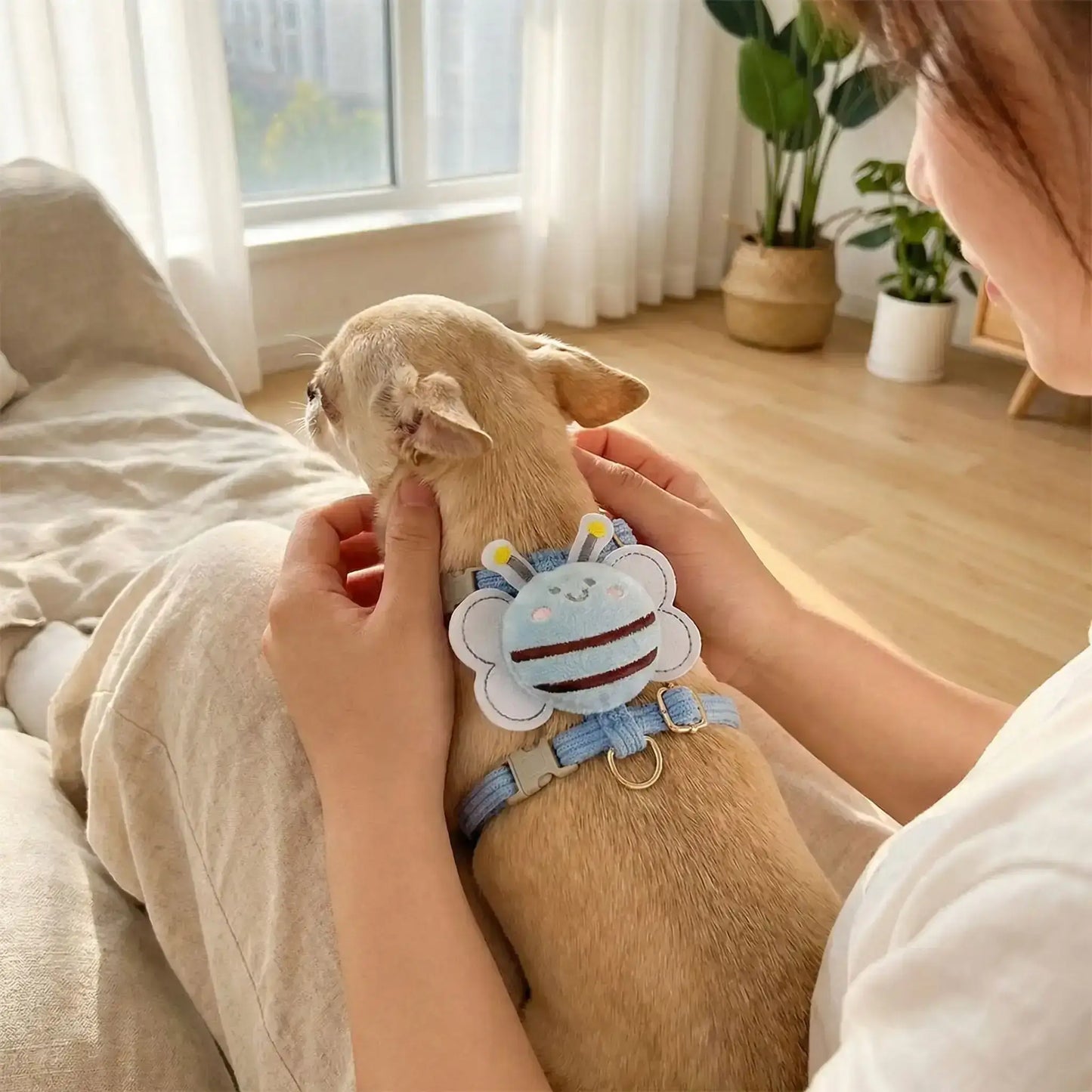 Une femme dans un salon avec son chihuahua vu de dos sur ses genoux porte un harnais pour chien bleu au design d'abeille.