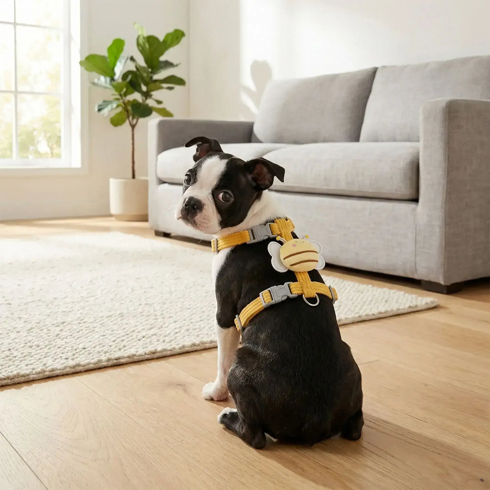 Un chiot Boston terrier vu de dos est assis dans un salon, porte un harnais pour chien jaune au design d'abeille.
