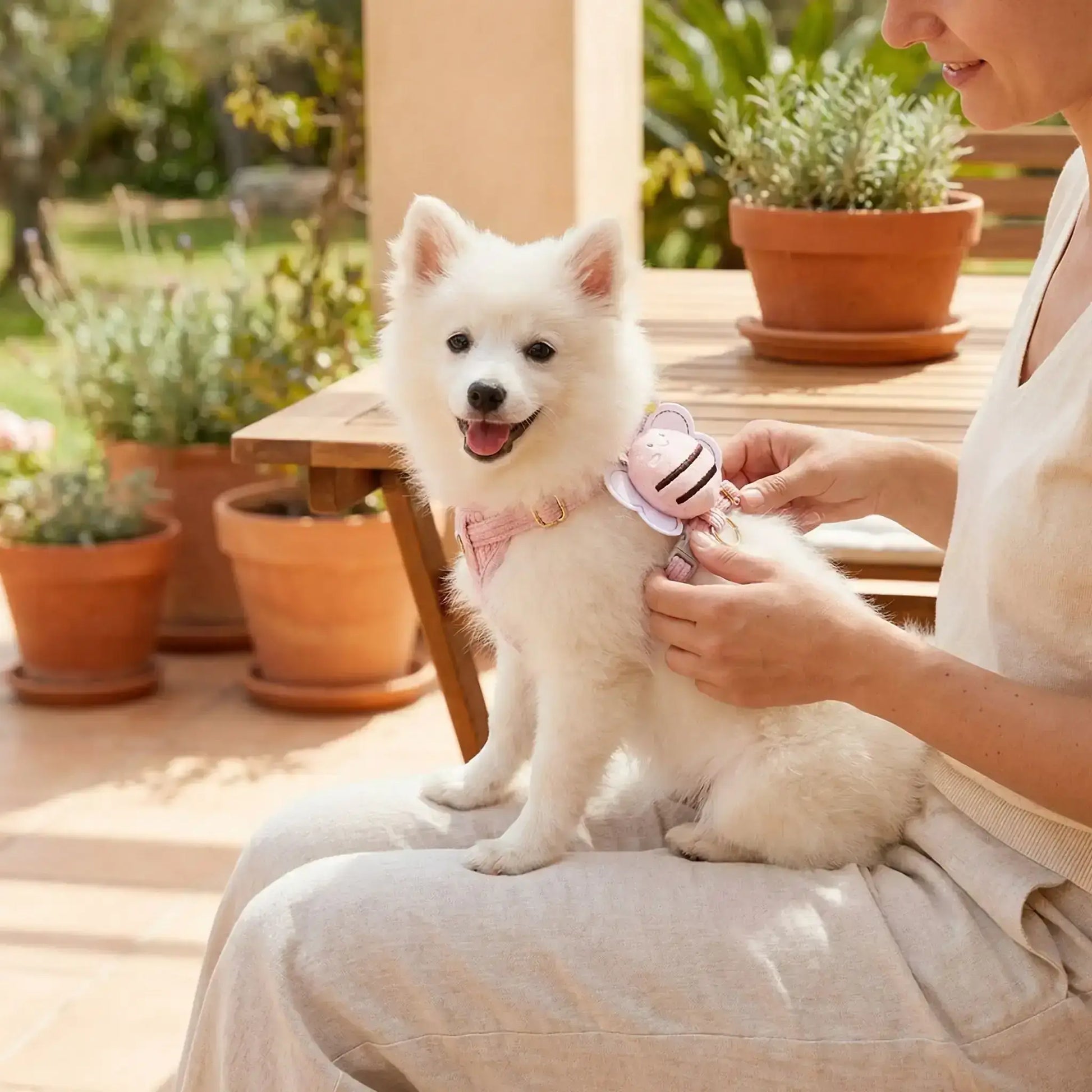 Un spitz japonais nain sur les genoux de sa maitresse porte un harnais pour chien rose au design abeille. 