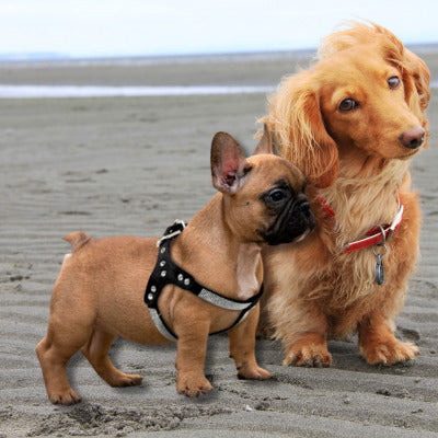 harnais pour chien chiot bouledogue francais tickle plage
