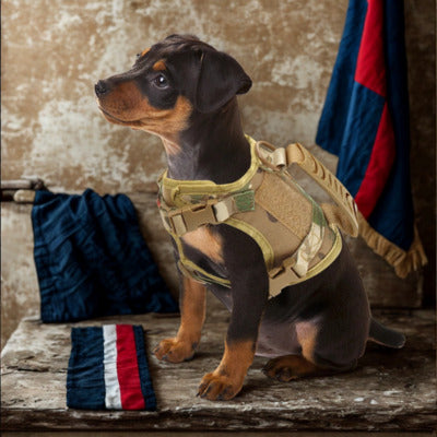 harnais pour chien chiot harnais camouflage