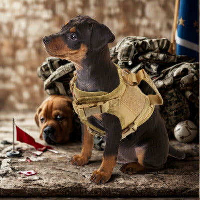 harnais pour chien chiot harnais couleur vert arme