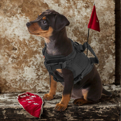 harnais pour chien chiot harnais noir