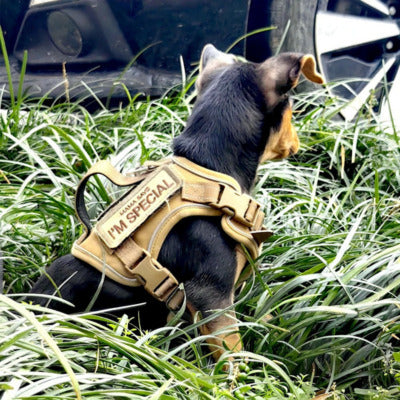 harnais pour chien chiot herbe auto arriere avec harnais