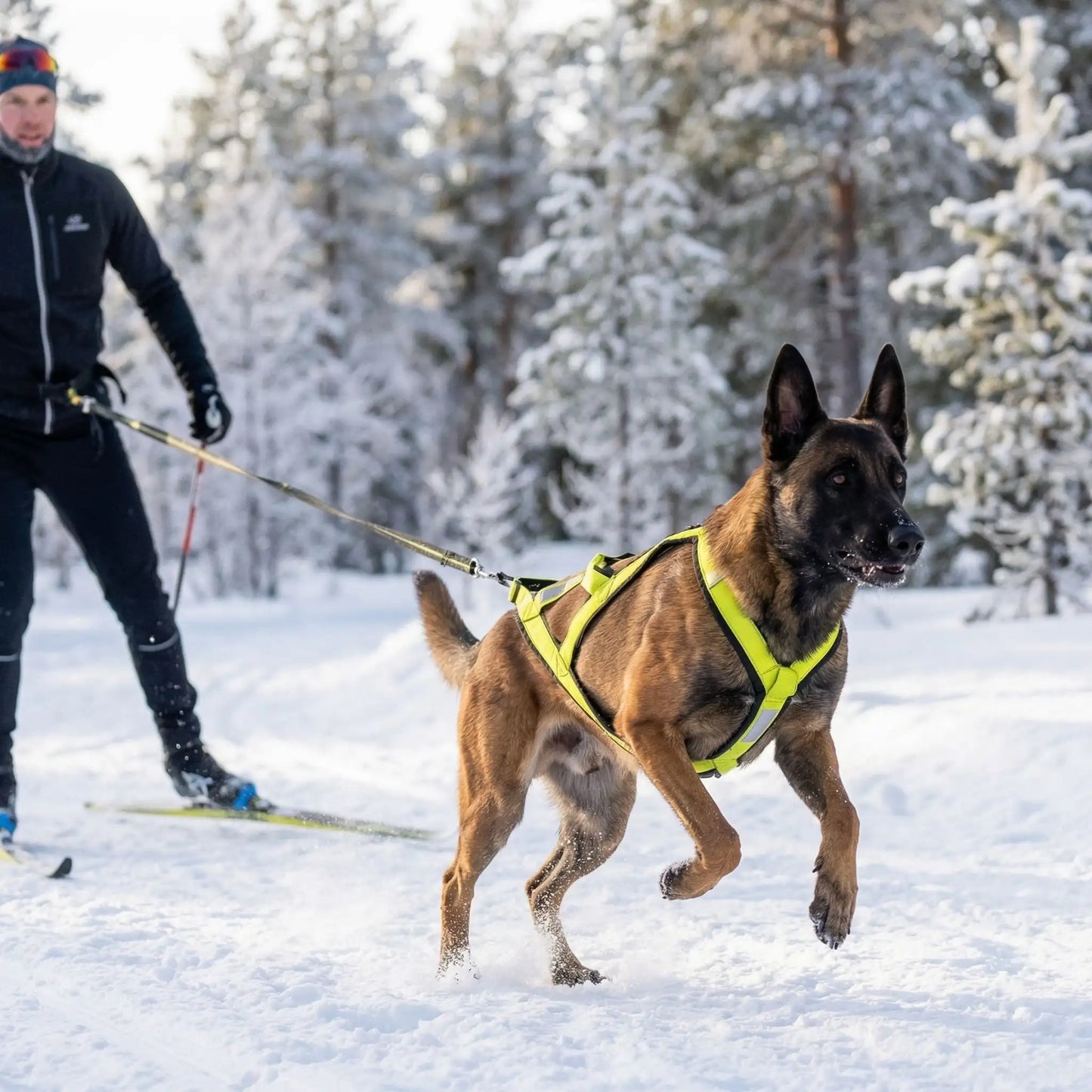 Un malinois traîne son maître en ski équipé d'un harnais pour chien de course jaune.