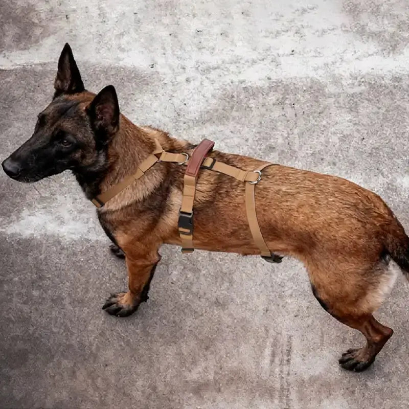 Vu de haut, un malinois porte un harnais beige avec une poignée de contrôle.