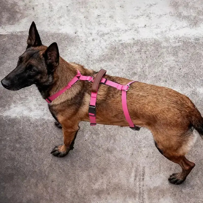 Un malinois avec un harnais rose est vu de haut.