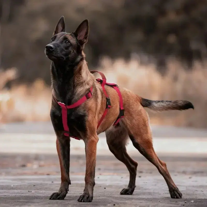 Harnais Pour Chien Malinois | Malin™️ - Antifuite