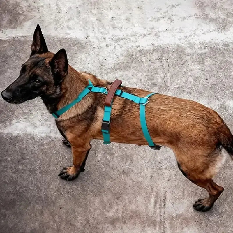 Un malinois vu de haut vêtu d'un harnais de couleur turquoise.