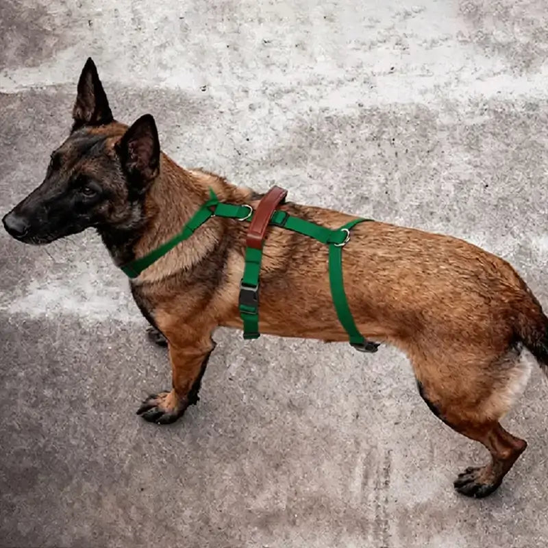 Vu de haut, un malinois porte un harnais pour chien vert.