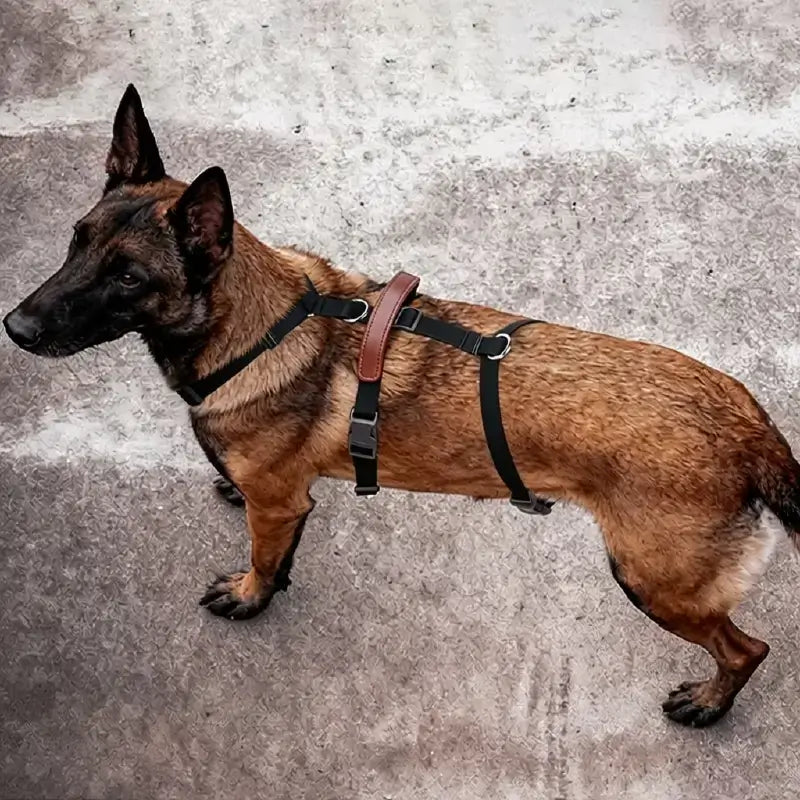 Un malinois vu de haut avec son harnais noir.
