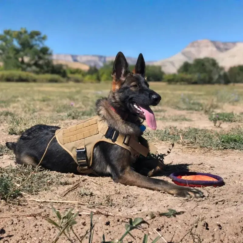 Un berger allemand allongé avec son harnais pour chien brun coyote.