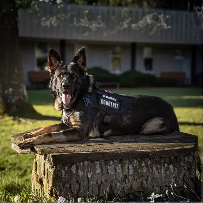 Un berger allemand allongé porte un harnais tactique noir.