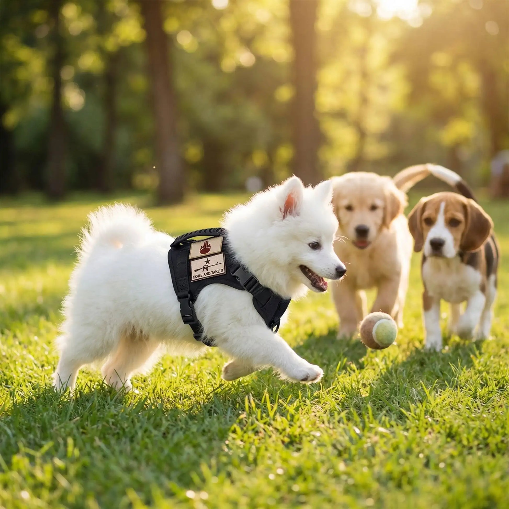 Un chiot spitz japonais joue à la balle avec d'autres chiens, portant le harnais pour chien noir.