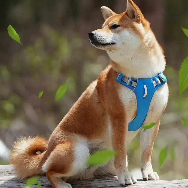 Un shiba inu assis sur un tronc porte un harnais bleu.