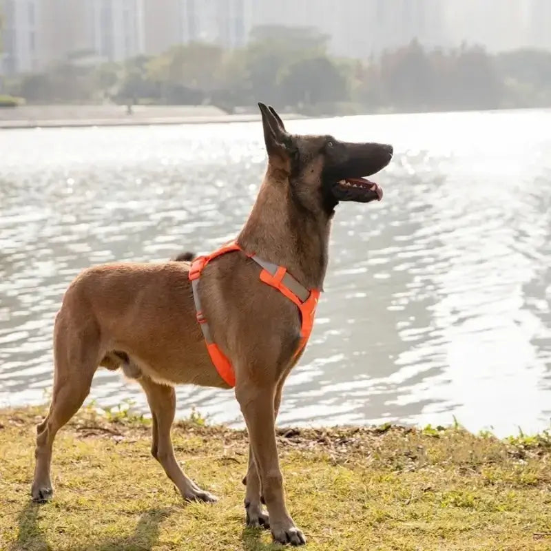 Un malinois près de l'eau porte un harnais orange.
