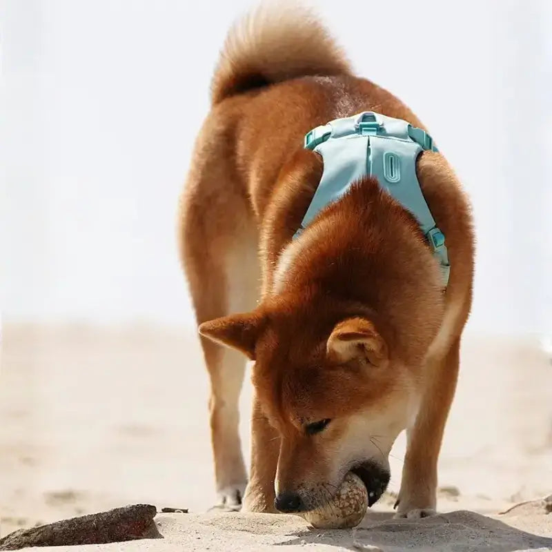 Un Shiba Inu joue avec sa balle à la plage, porte un harnais pour chien turquoise.