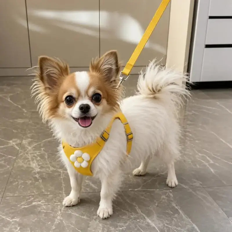 Un chihuahua papillon avec son harnais jaune et sa laisse assortie.