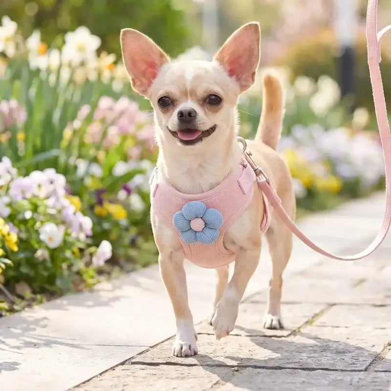 Un chihuahua marche sur un trottoir avec son harnais rose et sa laisse assortie.