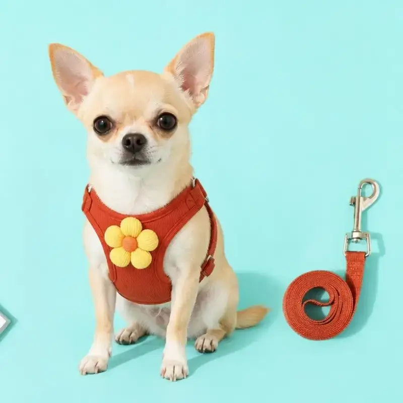 Un chihuahua avec son harnais rouge et sa laisse assortie.