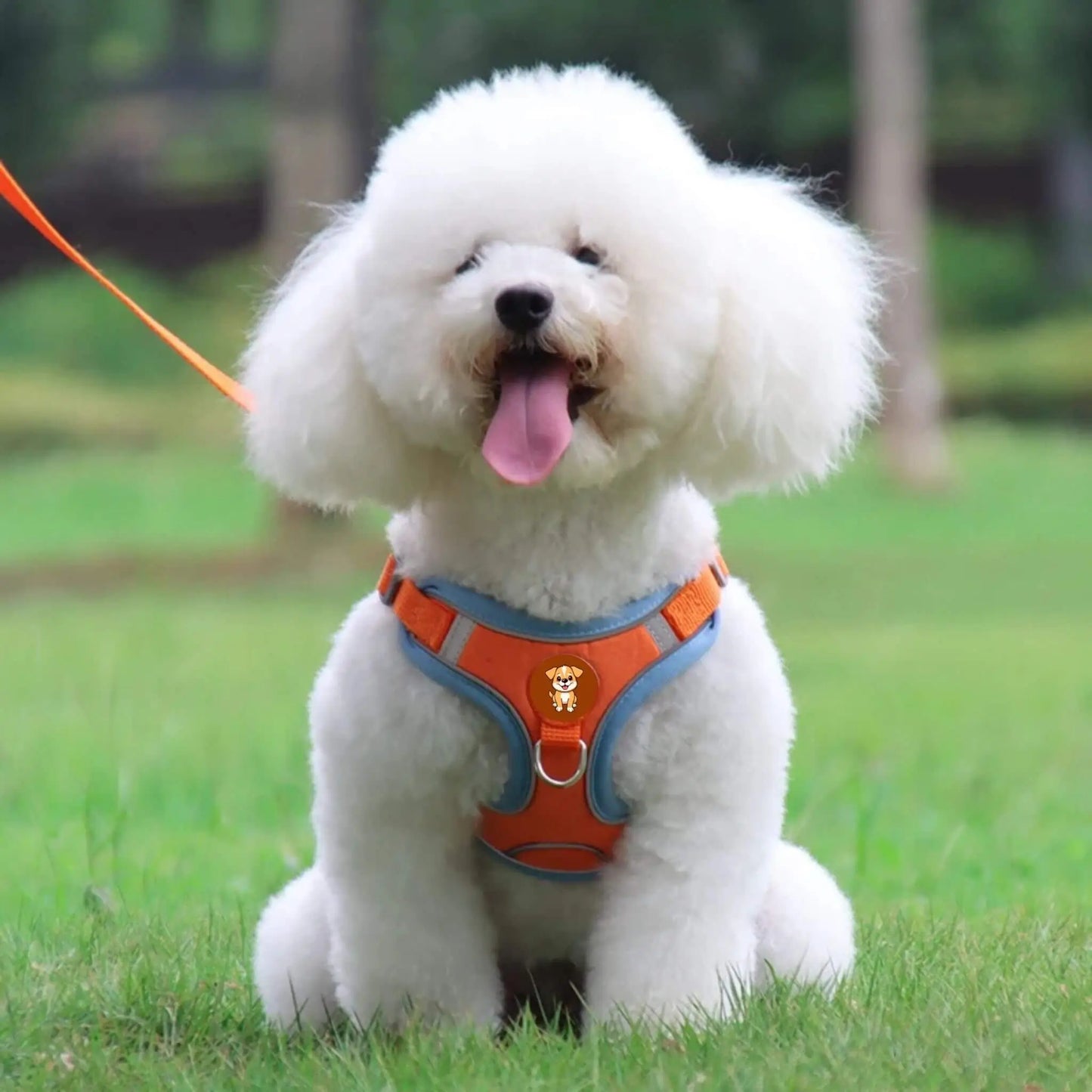 Un bichon frisé avec un harnais bleu et orange assis en laisse sur une pelouse.