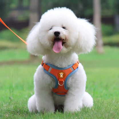 Un bichon frisé avec un harnais bleu et orange assis en laisse sur une pelouse.
