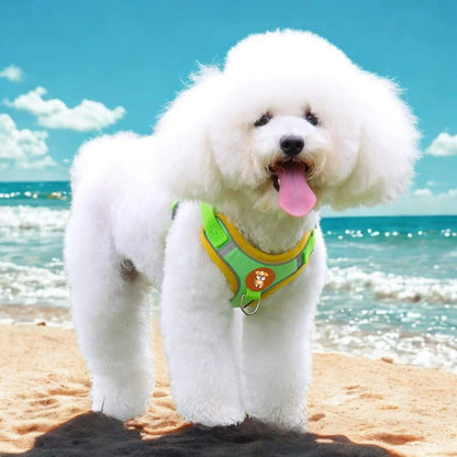 Un bichon frisé blanc sur le bord d'une plage avec un harnais vert fluo.