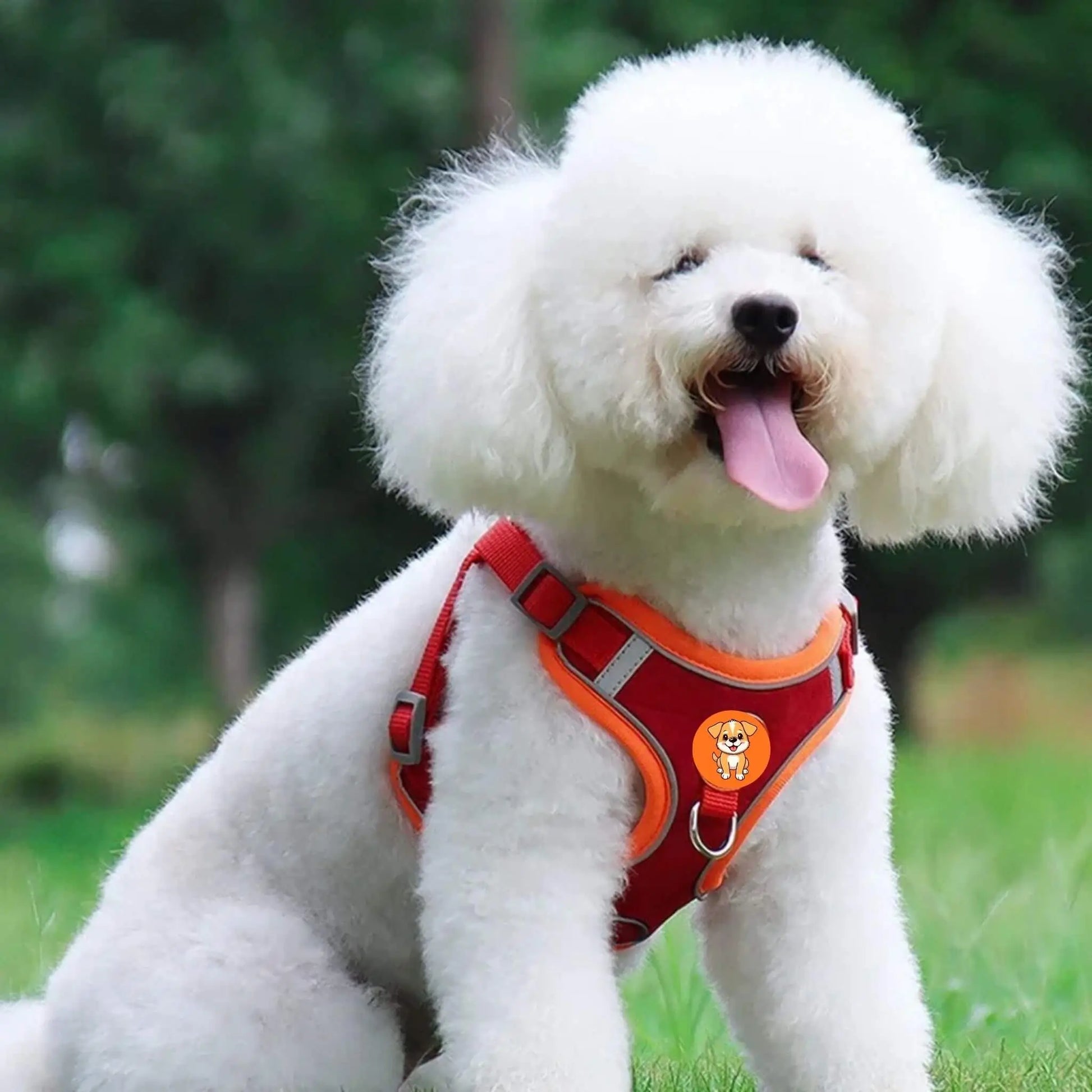 Un bichon frisé avec un harnais pour petit chien rouge.