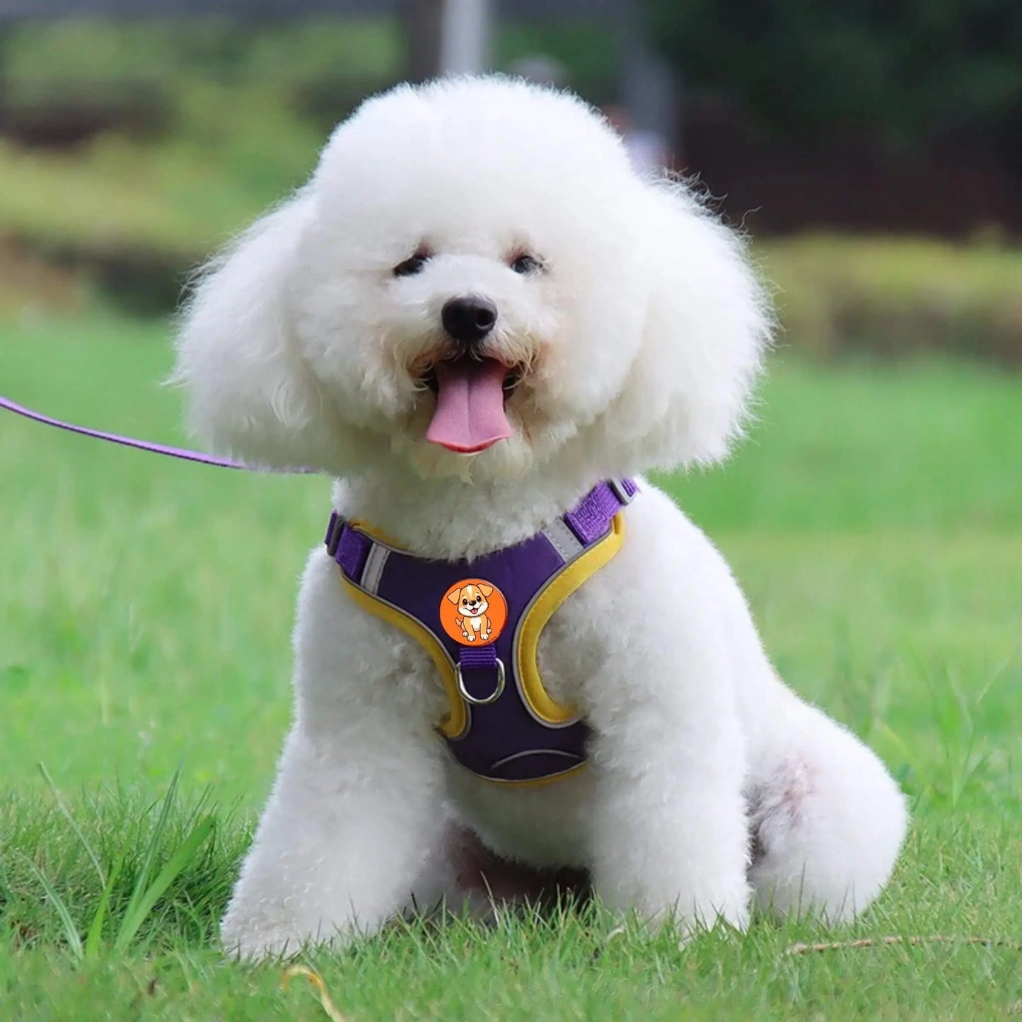Un bichon frisé assis sur une pelouse en laisse avec un harnais de couleur.