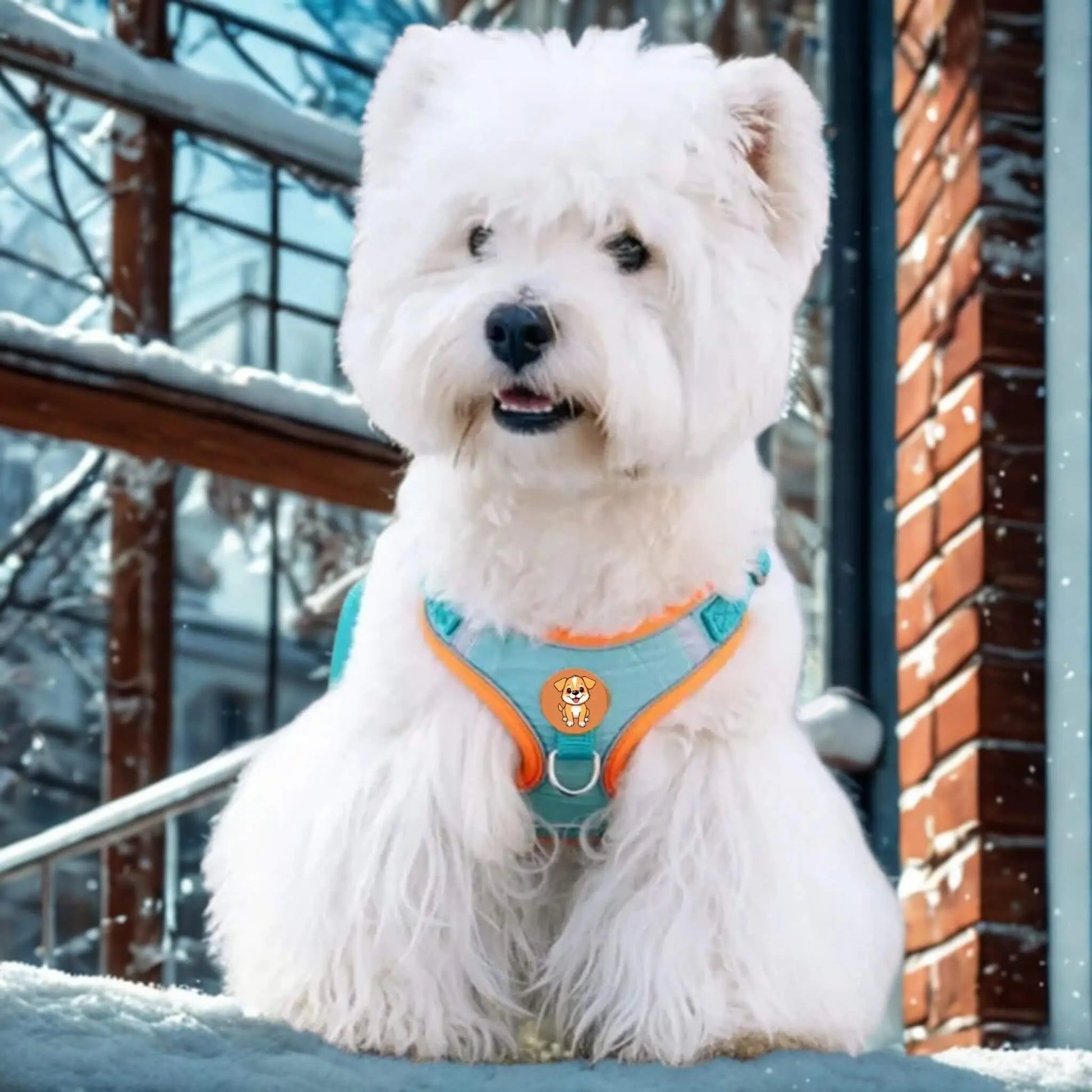 Un bichon frisé blanc avec son harnais pour petit chien turquoise et orange sur un balcon en hiver