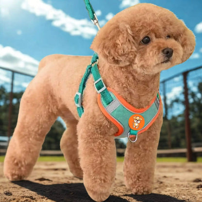 Un caniche brun en laisse dans un parc à chiens avec un harnais pour petit chien de couleur turquoise