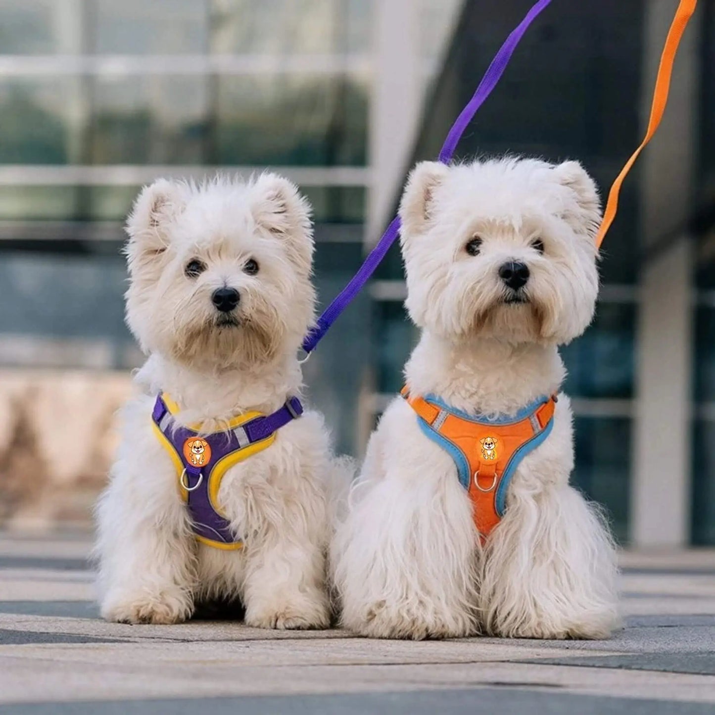 Deux bichons maltais assis et en laisse avec leur harnais pour petit chien.