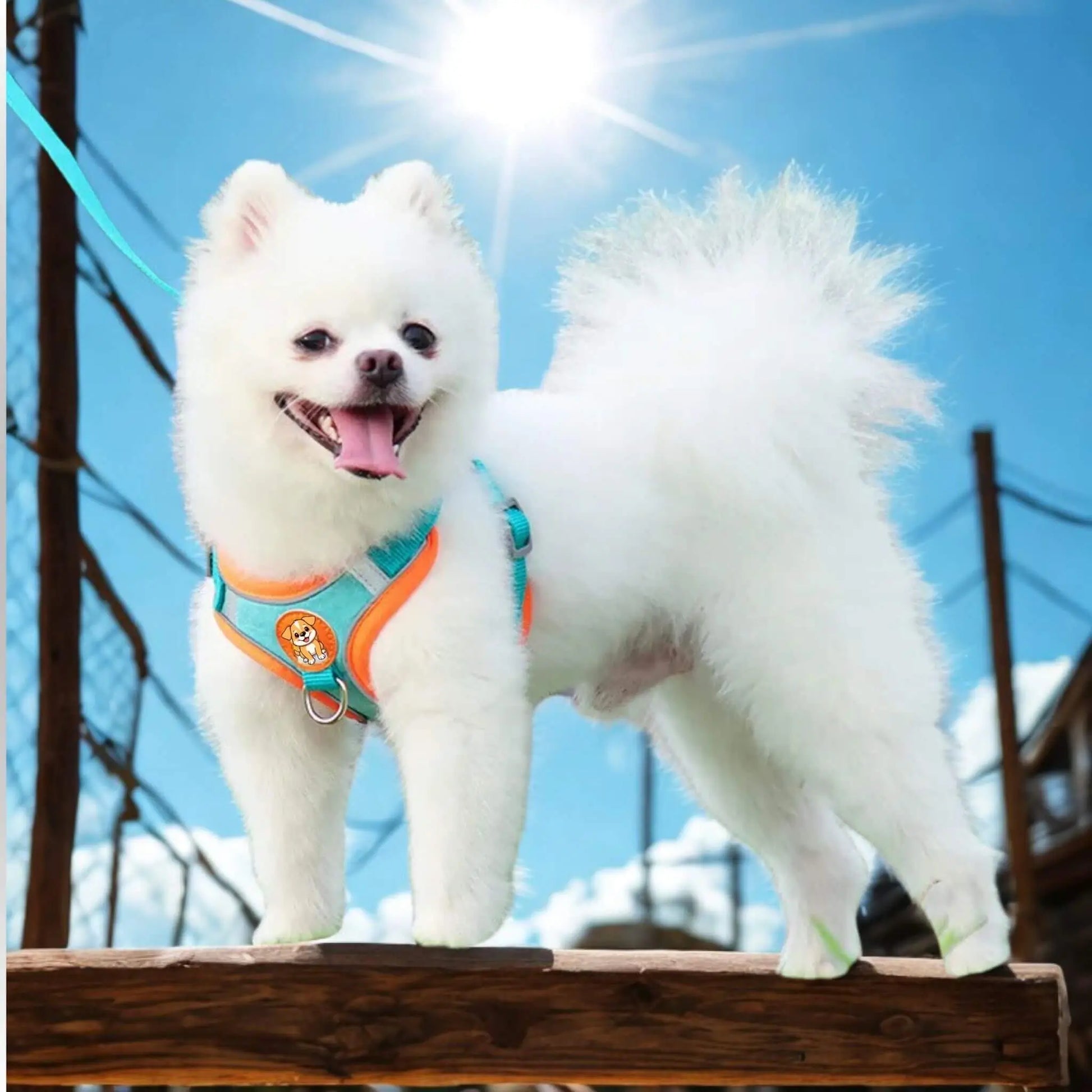 Un spitz japonais sur un balcon porte un harnais pour petit chien turquoise.