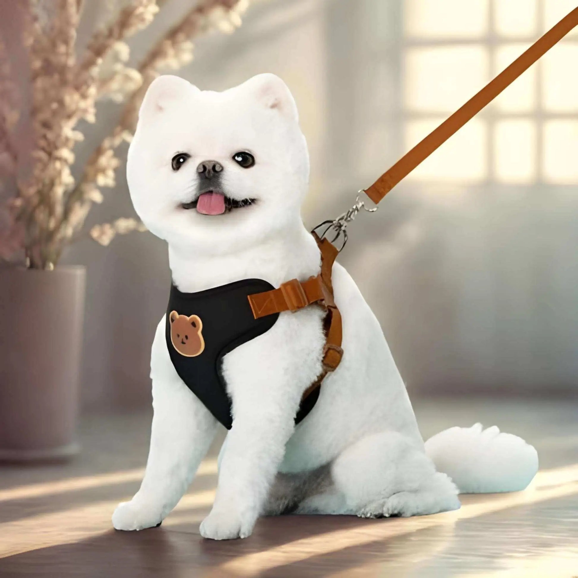 Un loulou poméranien assis en laisse avec un harnais pour petit chien noir.