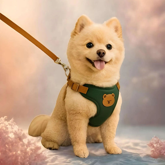 Un loulou poméranien assis en laisse avec un harnais pour petit chien vert.