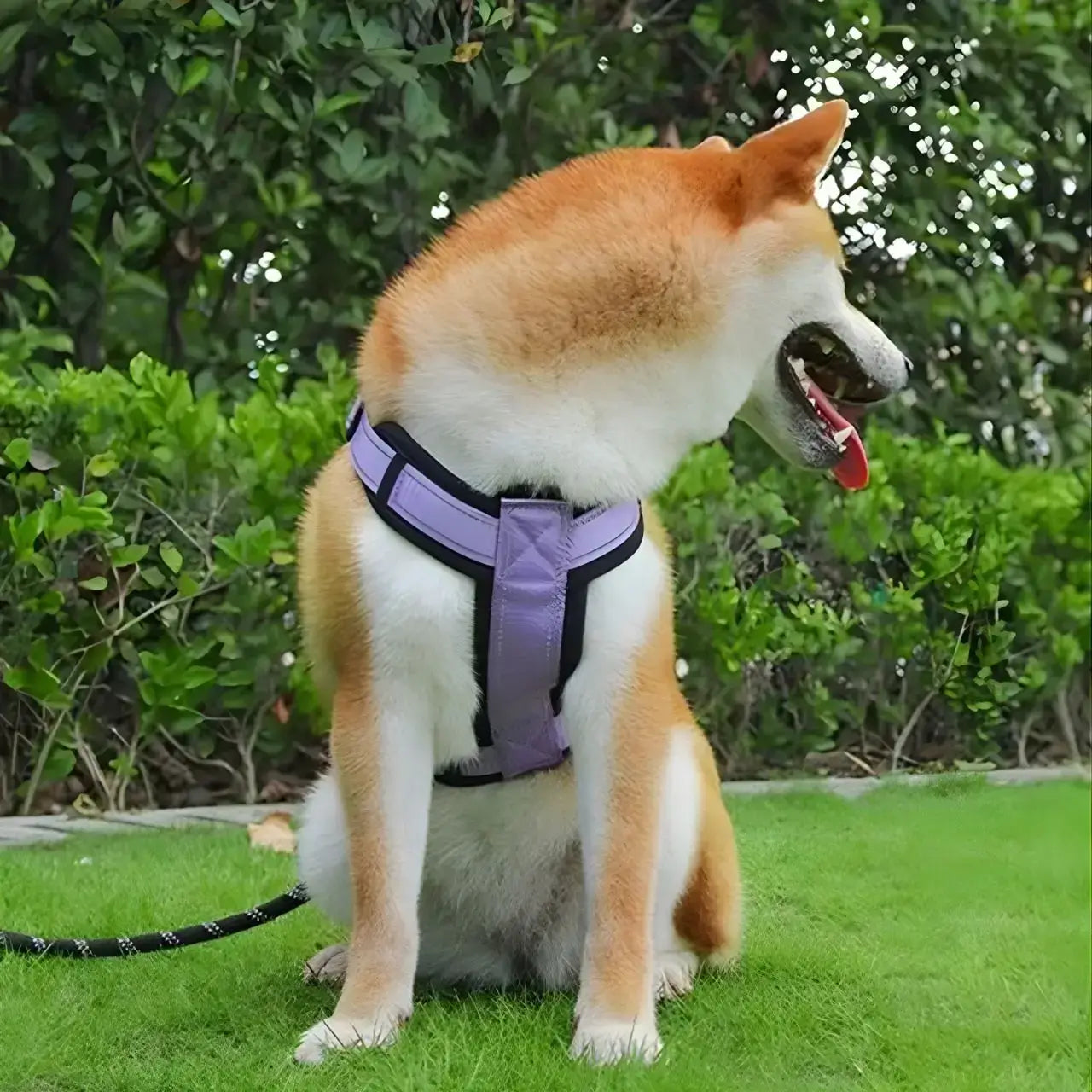 Un shiba qui regarde derrière est assis sur une pelouse avec son harnais pour shiba inu violet.