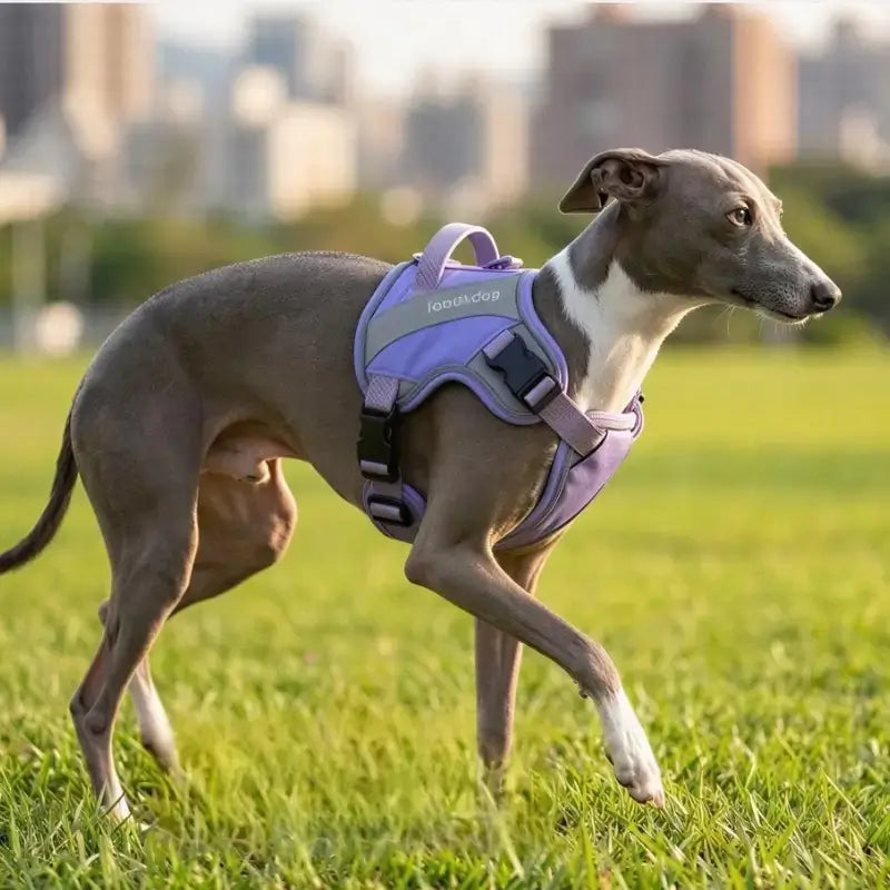 Un whippet marche dans un champ avec son harnais pour chien violet.