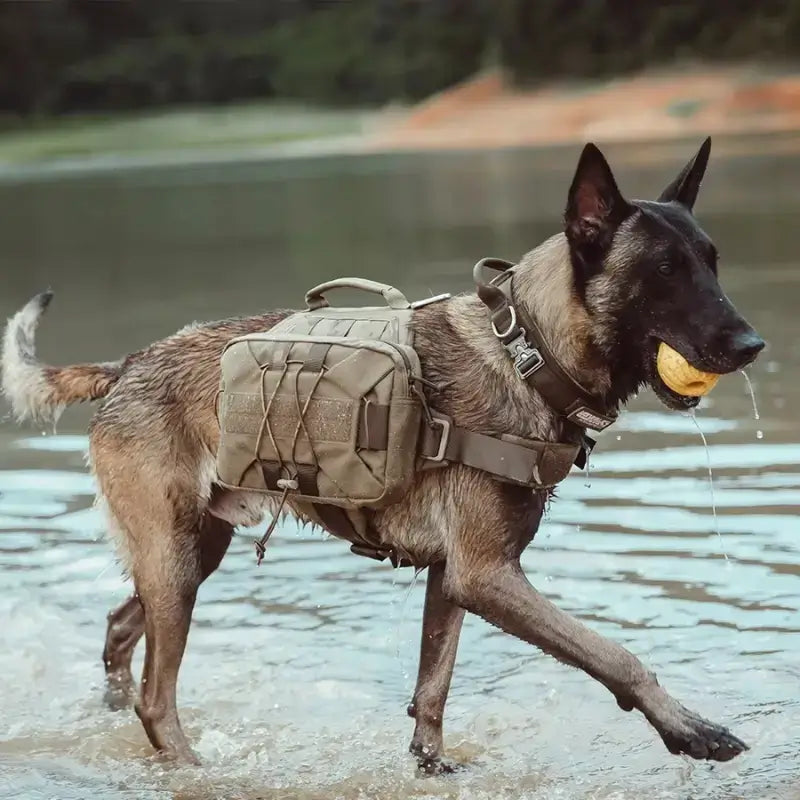 Vue latérale d'un malinois qui joue dans l'eau avec son harnais de randonnée pour chien brun coyote.