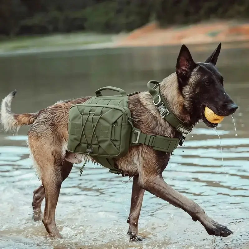 Vue latérale d'un malinois près de l'eau avec son harnais pour chien vert armé.