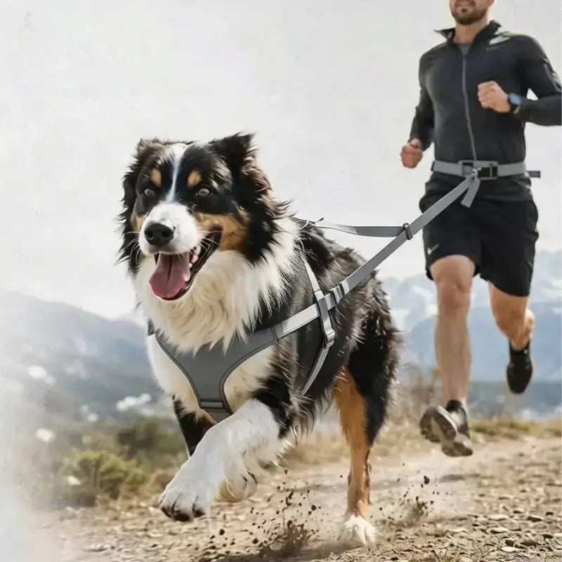 Un husky avec un harnais de couleur gris.