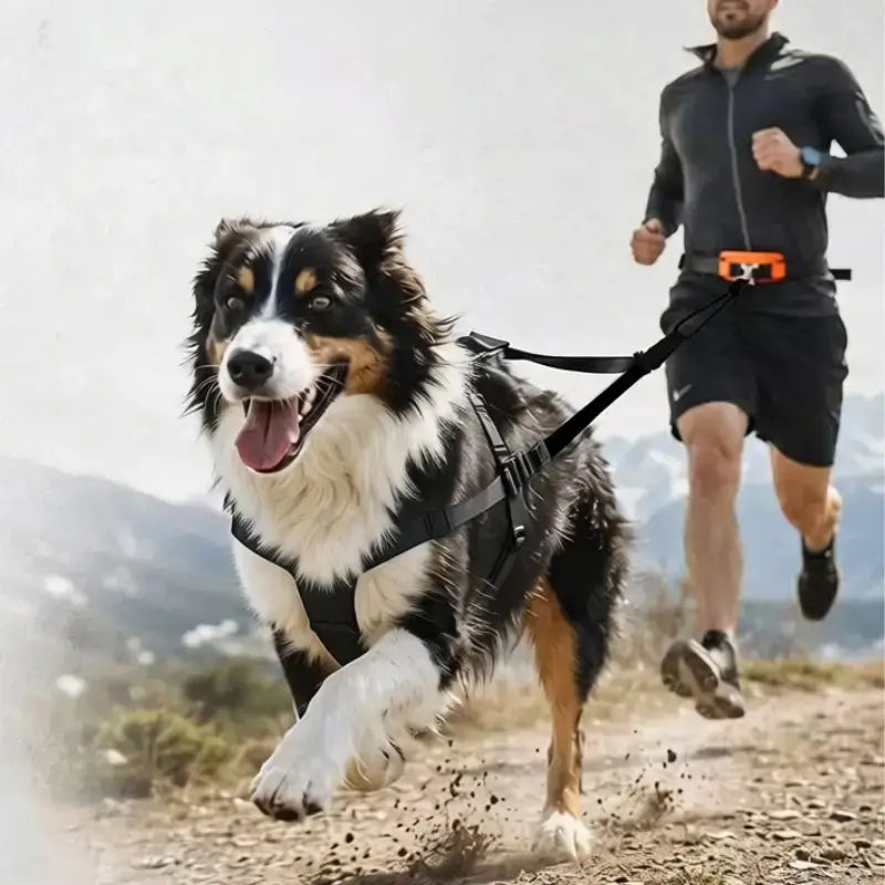 Un husky court avec son maître, porte un harnais de coul,eur noir. 