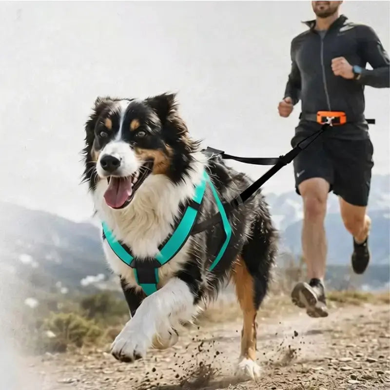 Un homme court avec son husky qui porte un harnais de course pour chien turquoise.