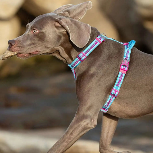 Un braque allemand avec un harnais tactique pour chien bleu et rose.